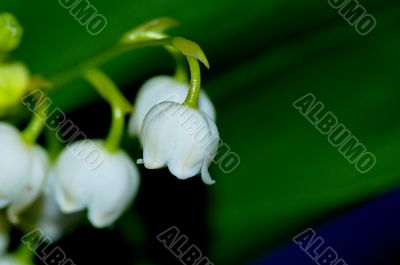 lily of the valley