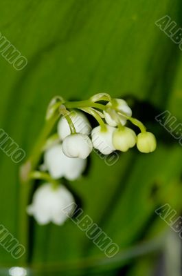 lily of the valley