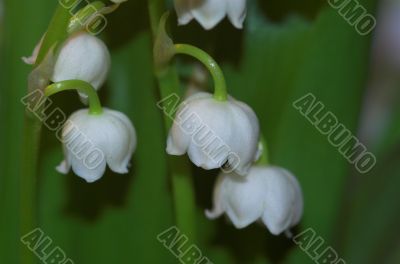 lily of the vally