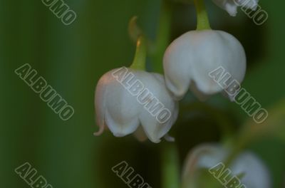 lily of the vally