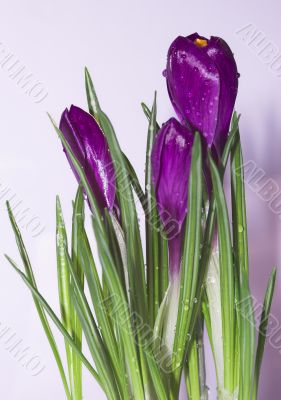 crocus