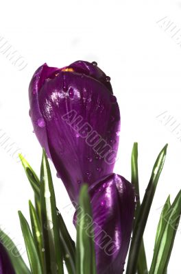 crocus