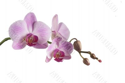 orchid