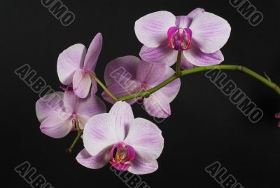 orchid