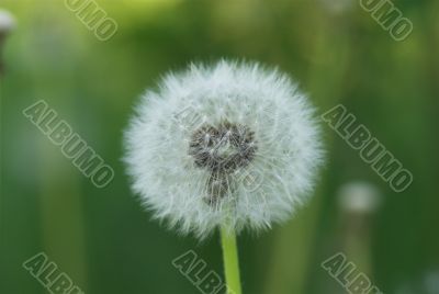 dandelion