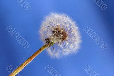 dandelion