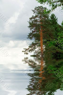 Water forest