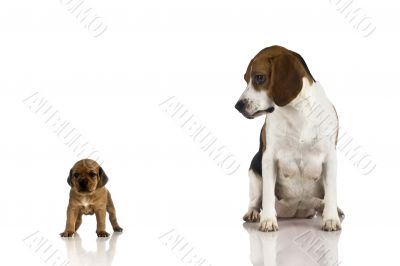 Beagle mom and a brown puppy