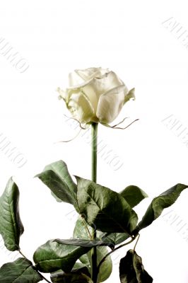 white rose