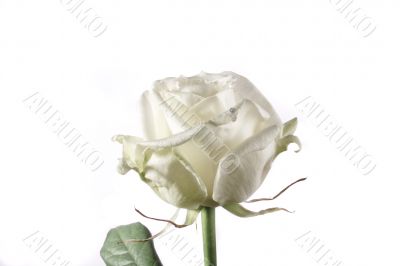 white rose