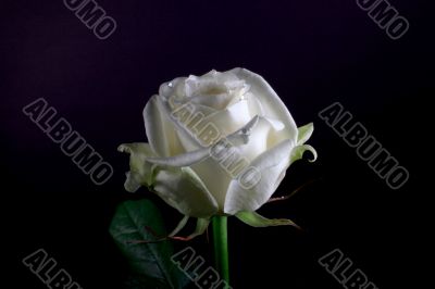 white rose