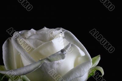 white rose