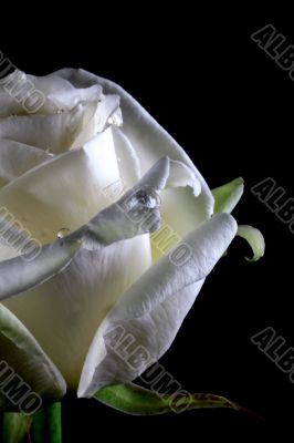 white rose