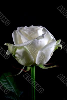 white rose