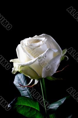 white rose