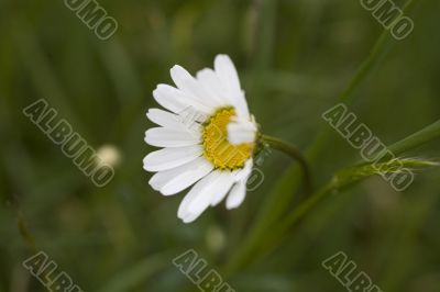 camomile