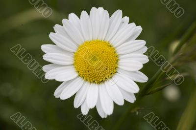 camomile