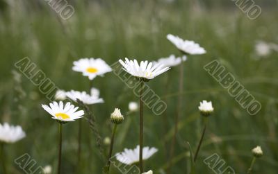 camomile