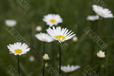 camomile