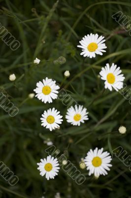 camomile