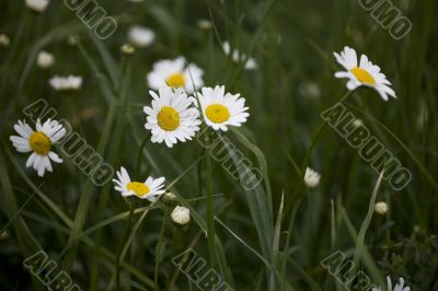 camomile