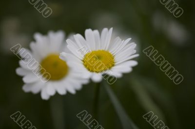 camomile