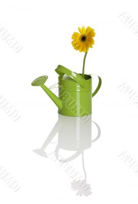 Green watering can with a flower