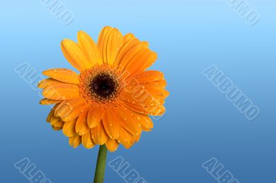 Beautiful orange flower