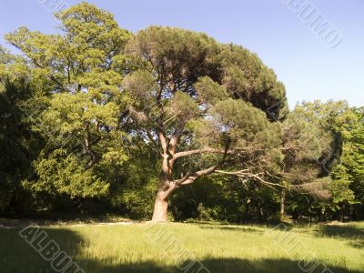 Old huge tree in ancient park