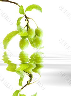 Branch green plums Branch green plums