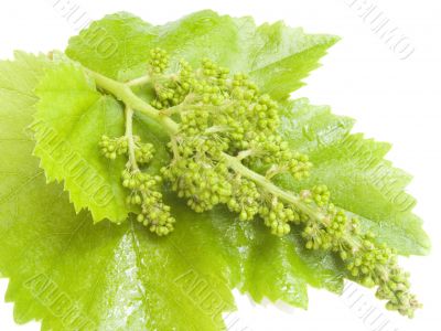 Cluster of a young grapes Cluster of a young grapes