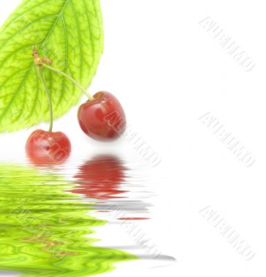 sweet cherry sweet cherry