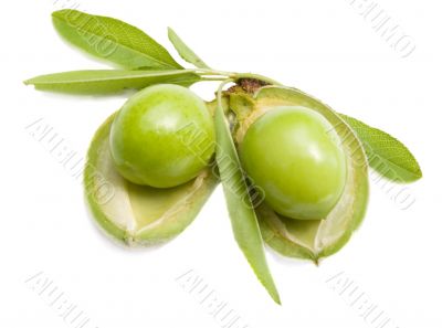  almonds with nucleus from plums