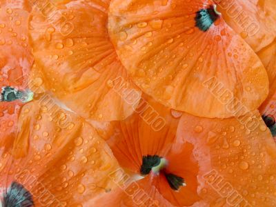 Petals of a poppy