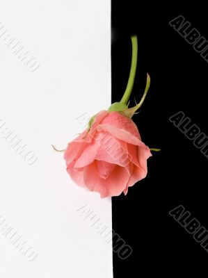 Flower of a rose Flower of a rose