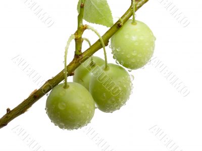Fruits green plums with drops of a rain