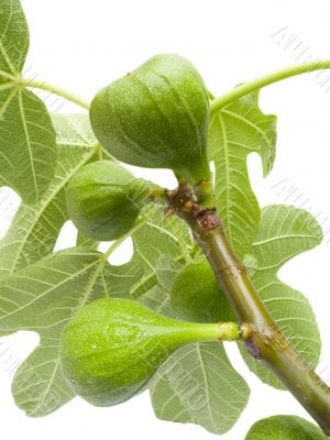 Fruits of a tree of a fig with leaves