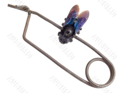 The fly on an old iron hairpin The fly on an old iron hairpin