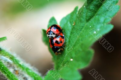 Ladybirds with love