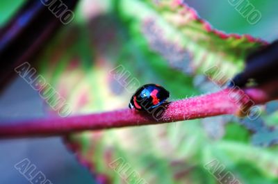 Walking ladybug along stem