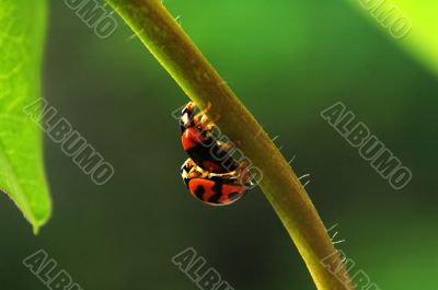Ladybirds mating