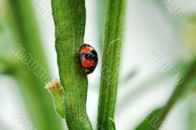Ladybird walking on stem