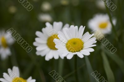 camomile