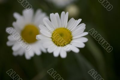 camomile