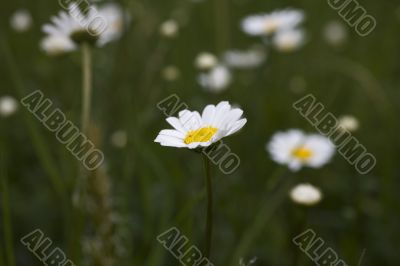 camomile