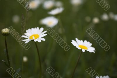 camomile