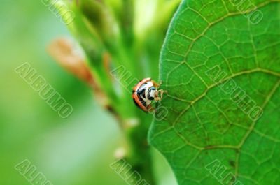 Ladybird standing on edge of leaf