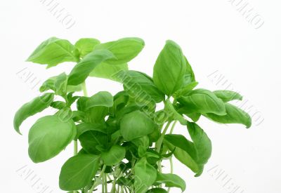 basil`s leaves