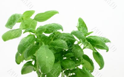 basil`s leaves with dewdrops