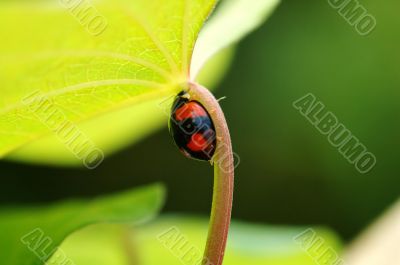 Ladybird hiding under leaf